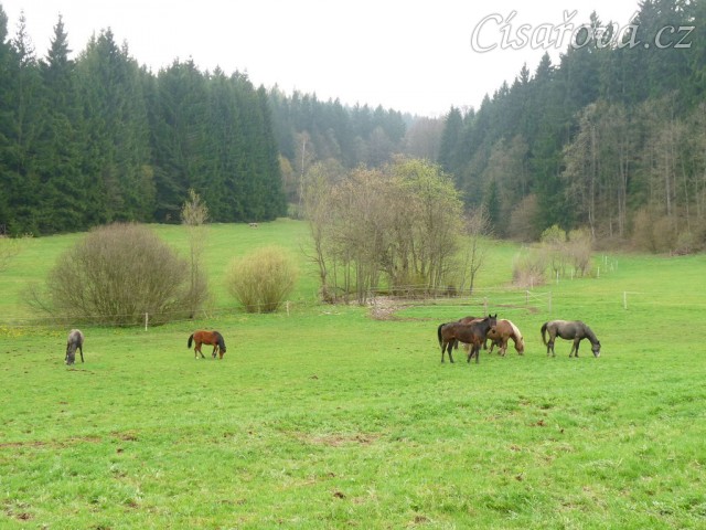 Stádo hřebců...