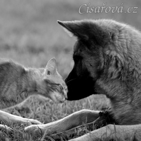 Foto Zdeňka Šimková