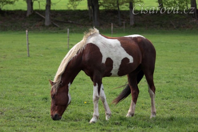 Foto Zdeňka Šimková