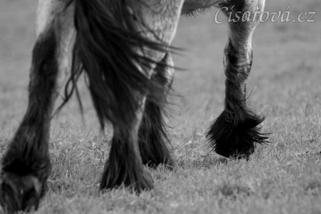 Foto Zdeňka Šimková