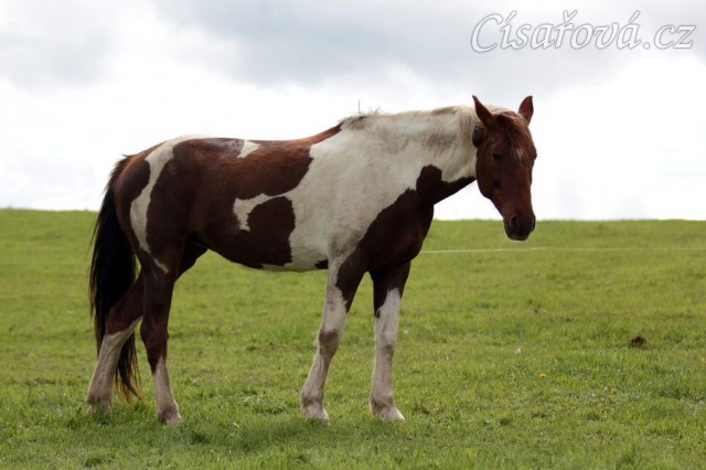 Foto Zdeňka Šimková