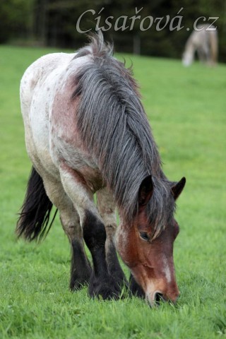 Foto Zdeňka Šimková