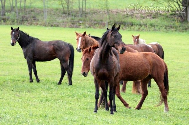 Foto Zdeňka Šimková