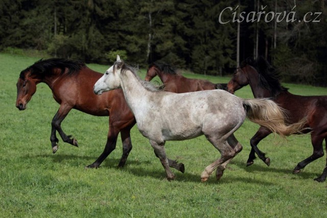 Foto Zdeňka Šimková