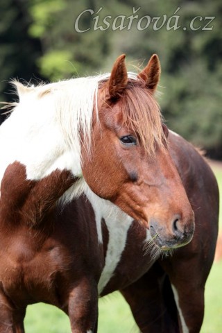 Foto Zdeňka Šimková