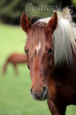 Foto Zdeňka Šimková