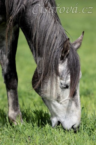 Foto Zdeňka Šimková