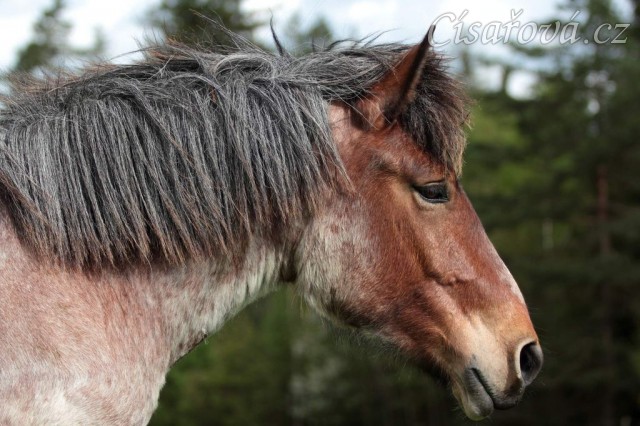 Foto Zdeňka Šimková