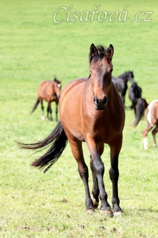 Foto Zdeňka Šimková