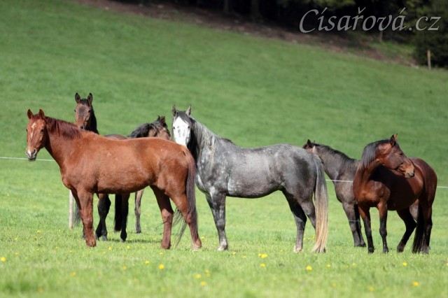Foto Zdeňka Šimková