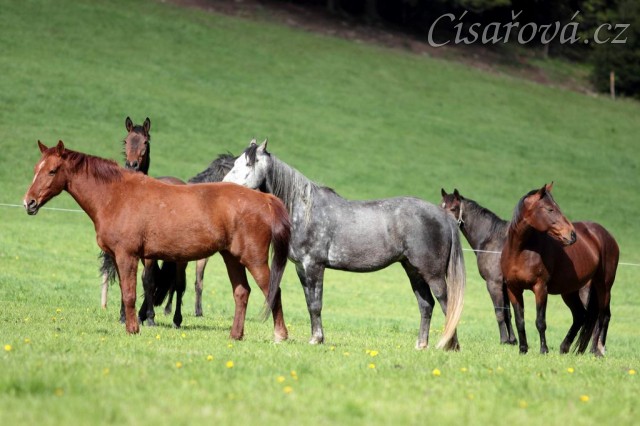 Foto Zdeňka Šimková