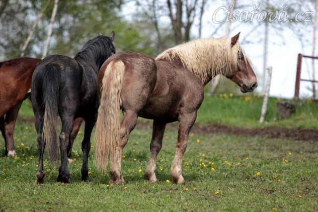 Foto Zdeňka Šimková