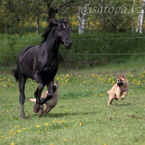 Foto Zdeňka Šimková