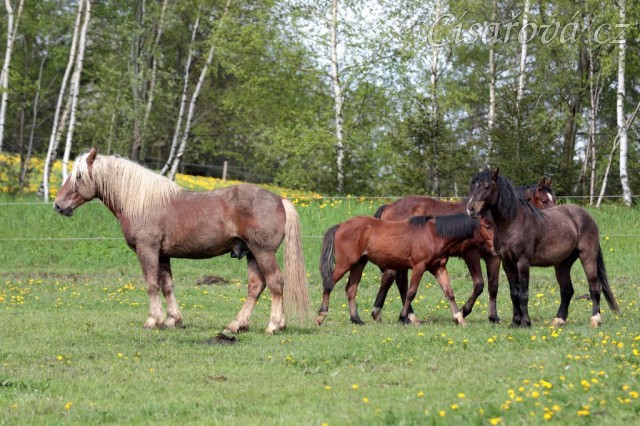 Foto Zdeňka Šimková