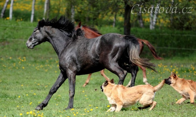 Foto Zdeňka Šimková