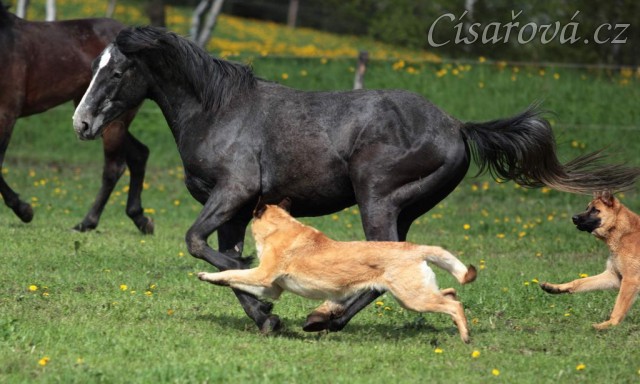 Foto Zdeňka Šimková