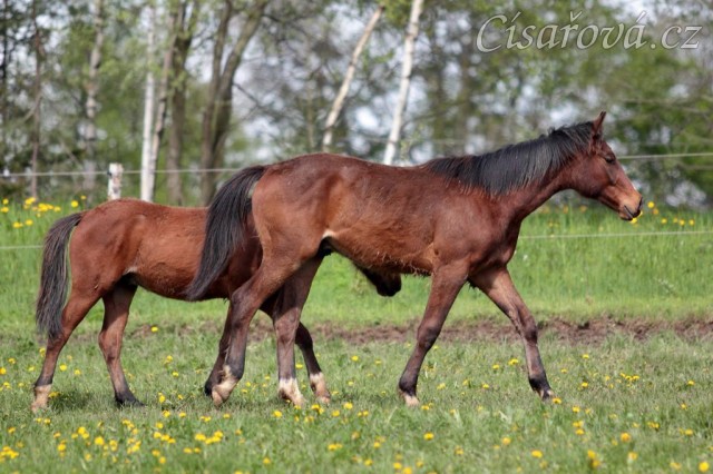 Foto Zdeňka Šimková