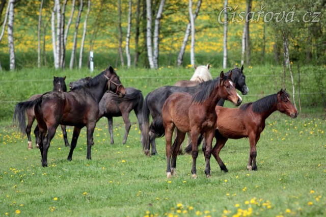 Foto Zdeňka Šimková