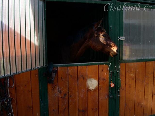 "Ubytování" Agáty v Masečíně