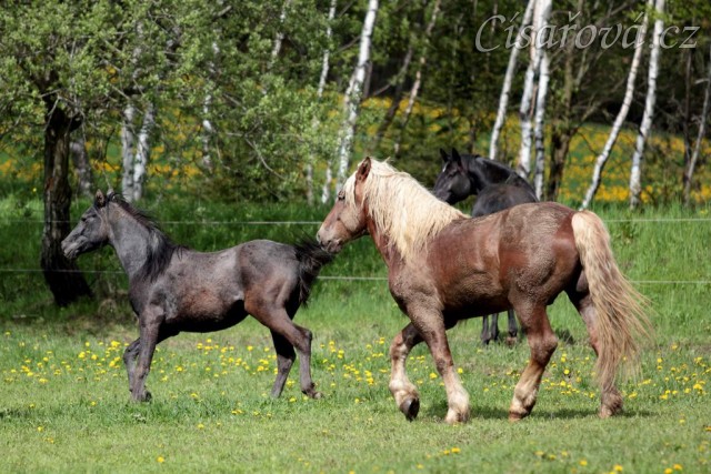 Foto Zdeňka Šimková