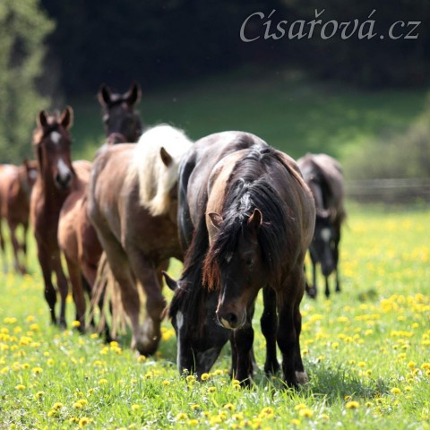 Foto Zdeňka Šimková