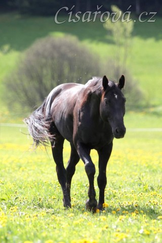 Foto Zdeňka Šimková