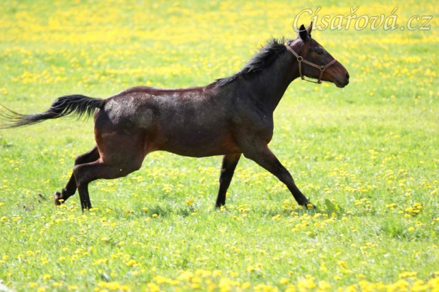 Foto Zdeňka Šimková
