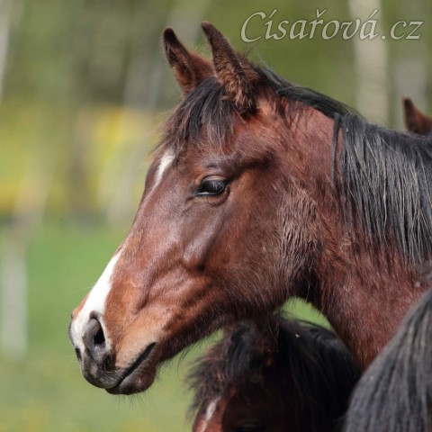Foto Zdeňka Šimková