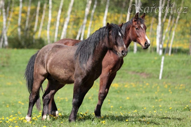 Foto Zdeňka Šimková