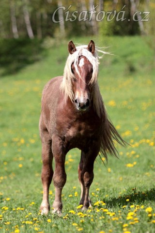 Foto Zdeňka Šimková