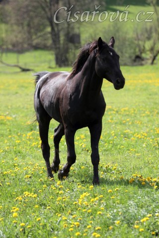 Foto Zdeňka Šimková