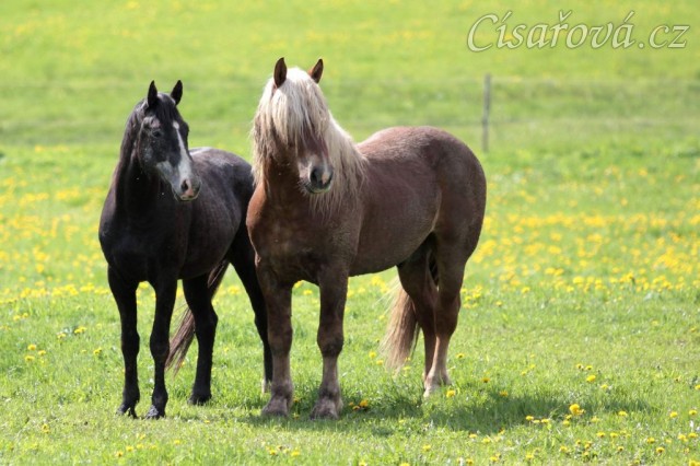 Foto Zdeňka Šimková