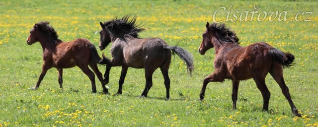 Foto Zdeňka Šimková