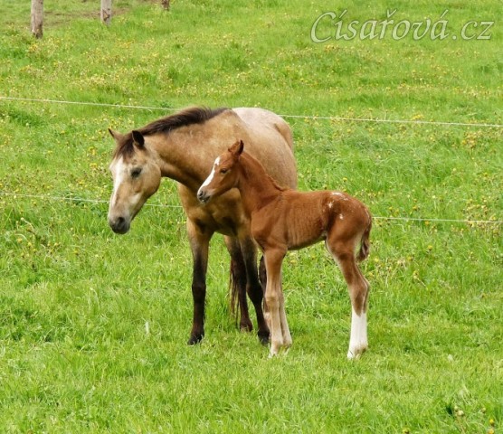 25.5.2013 - Greisy porodila kobylku po Ojoetsjni´s Grevenrit