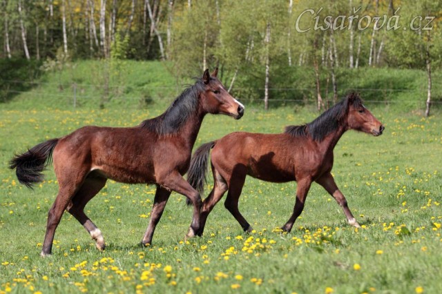 Foto Zdeňka Šimková