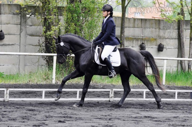 Carthago na drezurních závodech v Plzni, květen 2013. Úlohu stupně L zajel za 60%