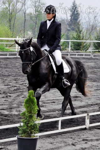 Carthago na drezurních závodech v Plzni, květen 2013. Úlohu stupně L zajel za 60%