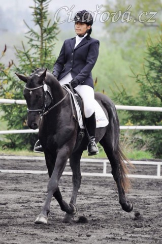 Carthago na drezurních závodech v Plzni, květen 2013. Úlohu stupně L zajel za 60%