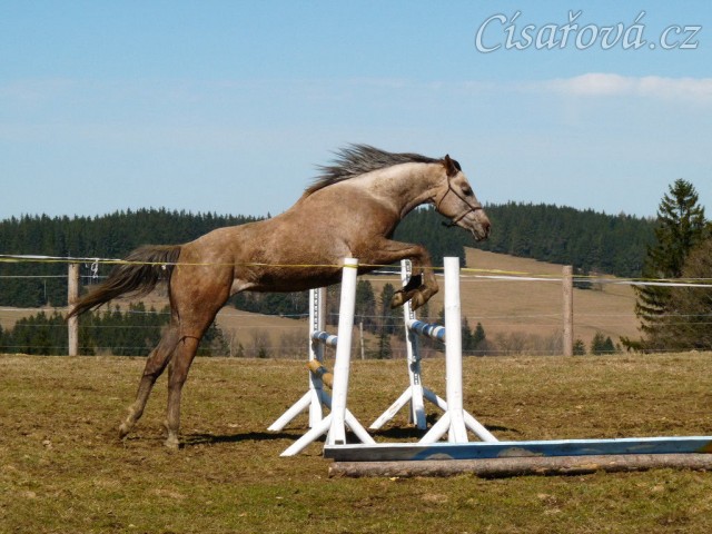 Tříletá Vesna při skákání ve volnosti