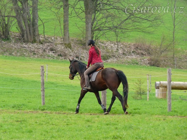 Pětiletá Royal Lily při tréninku na jízdárně