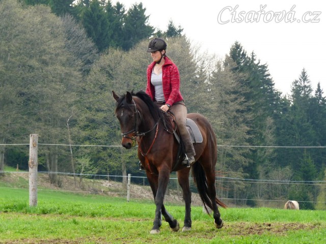 Pětiletá Royal Lily při tréninku na jízdárně