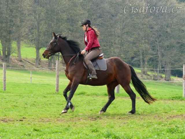 Pětiletá Royal Lily při tréninku na jízdárně