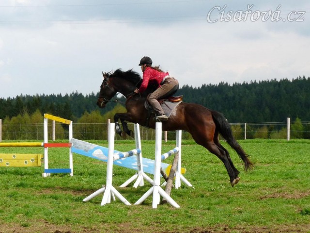 Pětiletá Royal Lily při tréninku na jízdárně