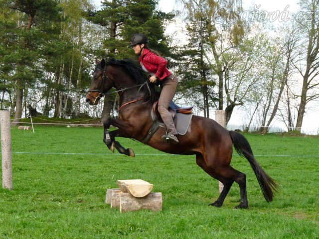 Pětiletá Royal Lily při tréninku na jízdárně