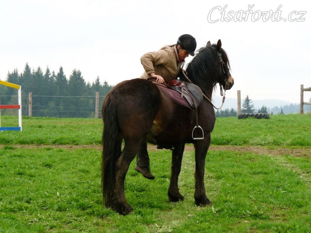 Velice problematický Welsh Cob Limetree Adventure při ježdění na jízdárně - nastupování