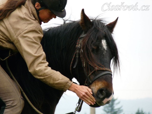 Velice problematický Welsh Cob Limetree Adventure při ježdění na jízdárně - odměna:-)