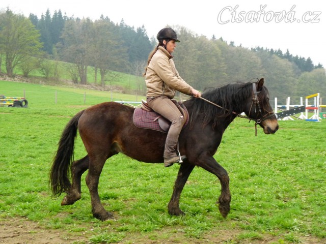 Velice problematický Welsh Cob Limetree Adventure při ježdění na jízdárně - krok