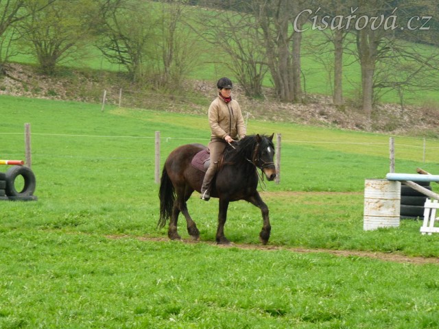 Velice problematický Welsh Cob Limetree Adventure při ježdění na jízdárně - klus