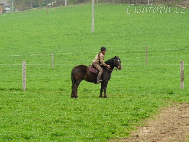 Velice problematický Welsh Cob Limetree Adventure při ježdění na jízdárně - zastavení