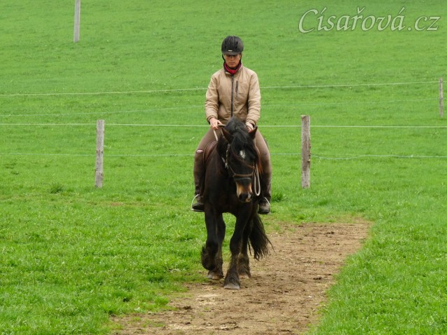 Velice problematický Welsh Cob Limetree Adventure při ježdění na jízdárně